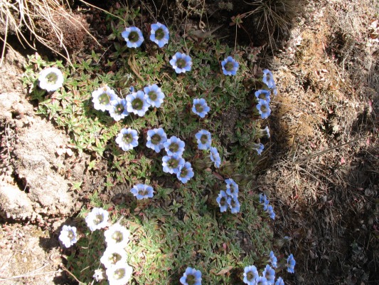 Gentian - one of the few pretty things that grows above the treeline