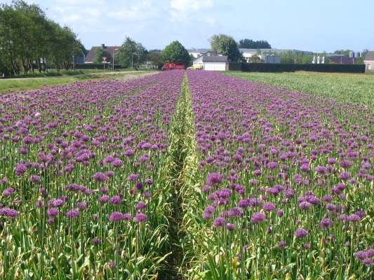 I think these are astors. It gives you some idea of what the tulips would have looked like.