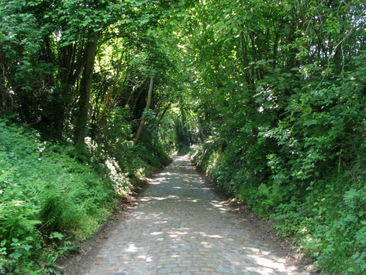 The _hollow_ road that I had to walk down to get to the bus. I also passed horses, sheep, goats, chickens, and ducks. It was a very nice walk (when it wasn't raining).