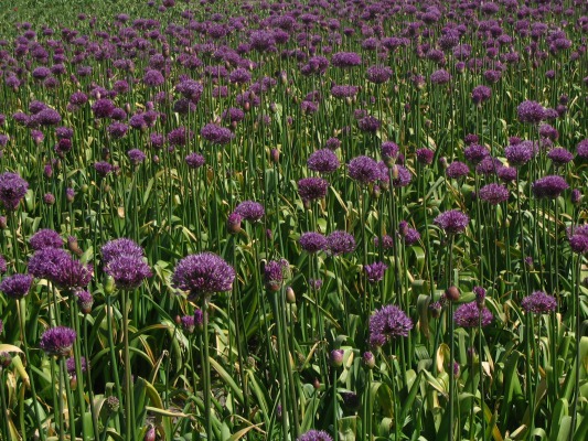 I think these are astors. It gives you some idea of what the tulips would have looked like.