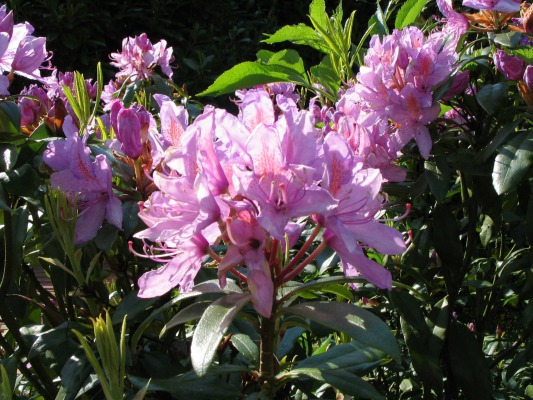 The rhododendrons in Joris' backyard. The whole country was ablaze with them.