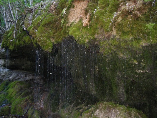 This water appeared out of nowhere, just dripping from the moss. I kept saying that everything looked like it belonged in Disney World.