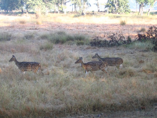 Chitar (spotted deer), they were everywhere and the prime tiger food. We listened for their warning call to know if a tiger or leopard were nearby.
