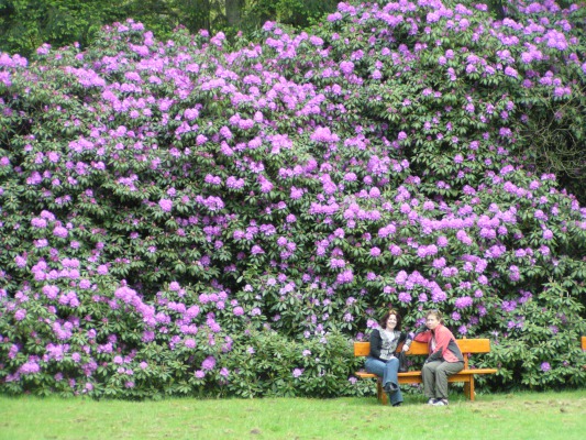 The largest rhododendron bushes I've ever seen.