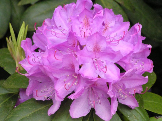 A perfect flower.