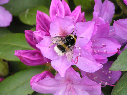 The bees were going crazy with pollen all over their tails.