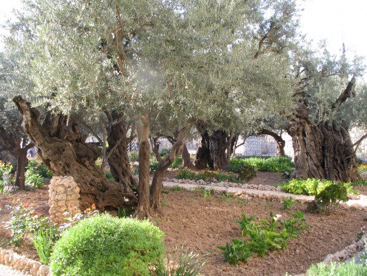 The Garden of Gethsemane.
